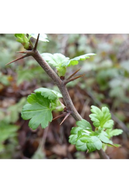 Аґрус Уайт Сміт - пагони з гострими шипами